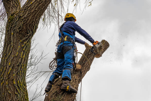 How Our Tree Care Process Works  in  Harrisville, WV